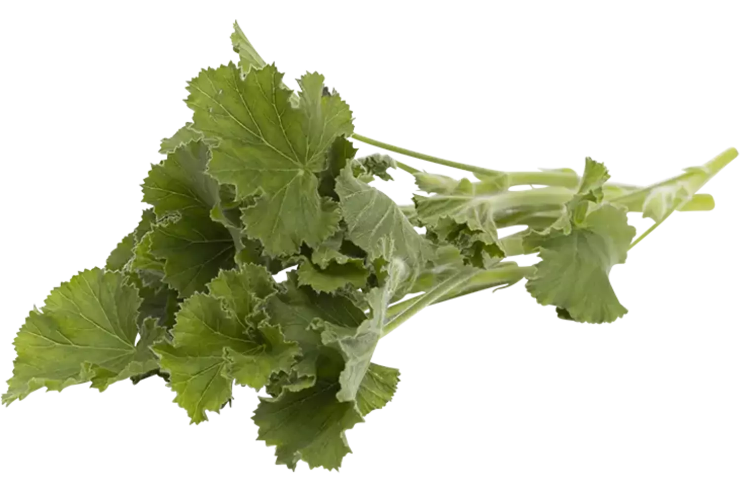 Geranium blaadjes citroen 25gr. stuk 1